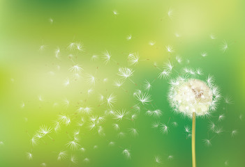 Wall Mural - vector spring background with white dandelion.