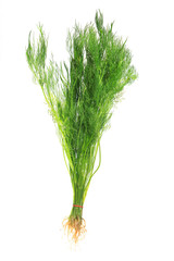 Dill