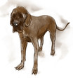 Great Dane (German Mastiff)