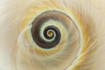 Spiral