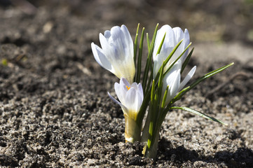 Wall Mural - whire crocuses