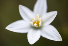 White Flower Of Ornithogalum Umbellatum