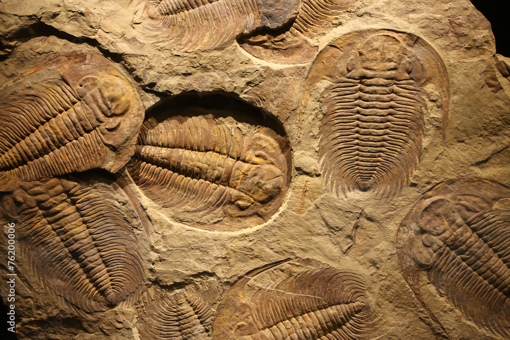 fossil trilobite imprint in the sediment. - obrazy, fototapety, plakaty 