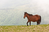 Fototapeta Konie - brown wild horse