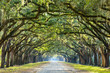 Country Road Lined with Oaks in Savannah, Georgia