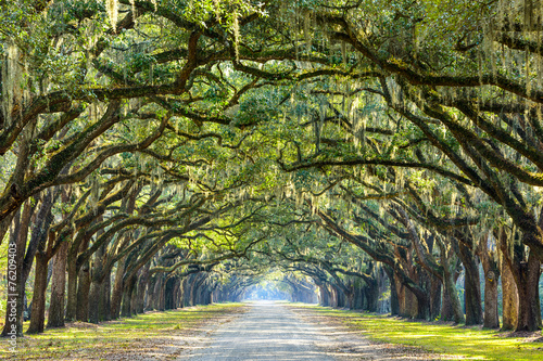Cuadros en Lienzo País carretera bordeada de robles en Savannah, Georgia