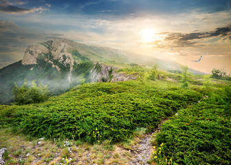 Wall Mural - juniper in mountains