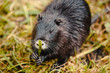 © Olivia - Nutria (Myocastor coypus)