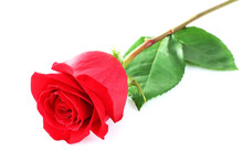 Beautiful Red Rose Isolated On White