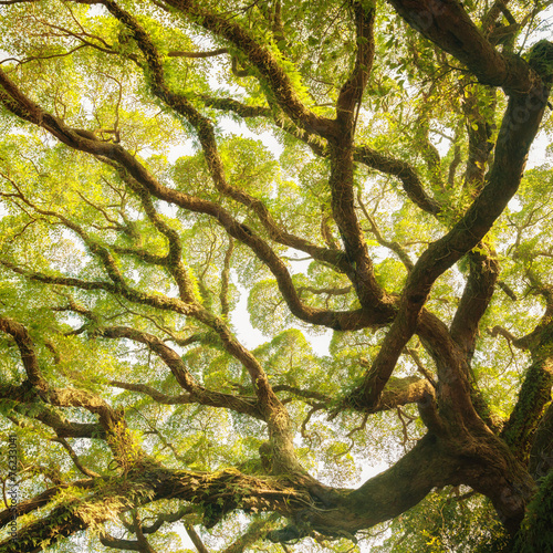 Obraz w ramie Ancient banyan canopy