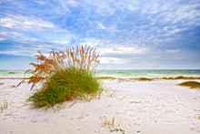 Summer Landscape With Sea Oats And Grass Dunes