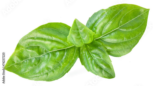 Fotografía Green basil leaves isolated on a white.