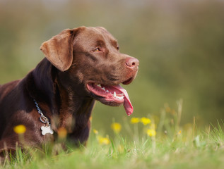 Wall Mural - Brown labrador