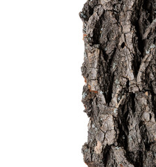 Canvas Print - Bark tree