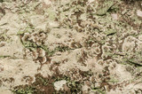 Fototapeta Desenie - stone surface  in nature