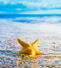 Poster - Five Beams Starfish called Wanda