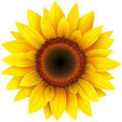 Sunflower, realistic vector illustration.