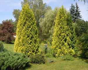 Thuja occidentalis as ornamental plant