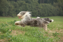 Bearded Collie Running In Nature