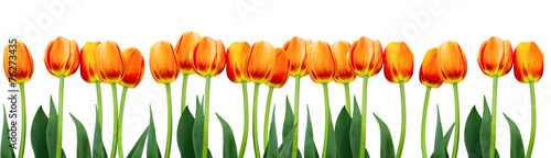 Fototapeta do kuchni Group of flowers pink tulips on white background.