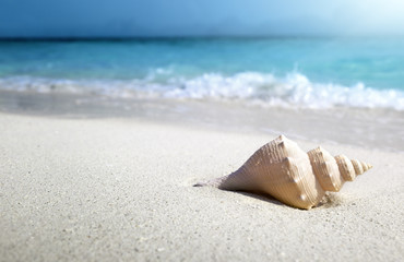 Wall Mural - seashell on the beach (shallow dof)