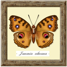 Ecological Collection, Junonia Almana