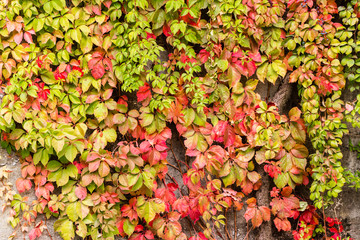 Wall Mural - Autumn  Virginia creeper