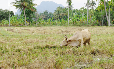 Wall Mural - Brown ox