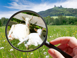 czech agriculture - green farm with animals