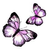 Fototapeta Motyle - butterfly399