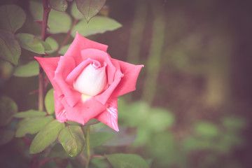 Canvas Print - Beautiful rose flower in the garden retro color tone