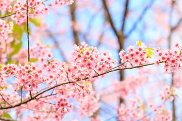 Wall Mural - Wild Himalayan Cherry spring blossom