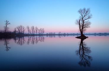 Wall Mural - Lake with tree at sunrise, Slovakia