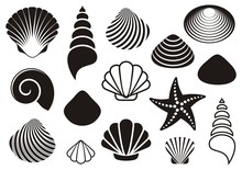 Sea Shells And Starfish