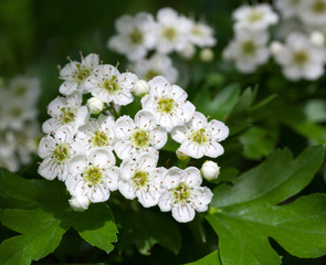 Wall Mural - White mayblossom inflorescence