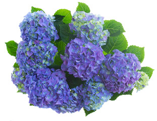 Wall Mural - border of blue hortensia flowers