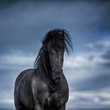 Portrait of a frisian horse