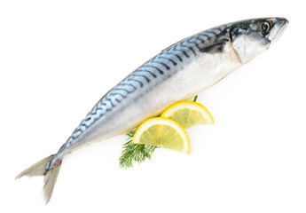 Wall Mural - mackerel fish isolated