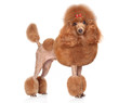 Red Toy-Poodle on a white background