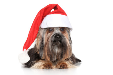 Wall Mural - Yorkshire terrier in Santa red hat