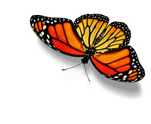Orange Butterfly , Isolated On White
