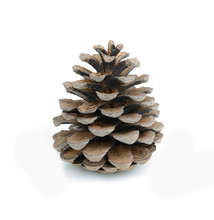Brown Pine Cone Isolated On White Background
