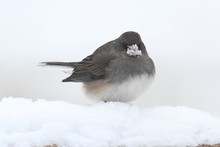 Junco In A Snow Storm