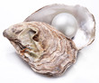 canvas print picture - Oyster with pearl isolated.