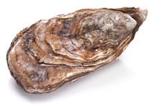 Raw Oyster On A Whte Background.
