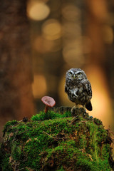 Wall Mural - Little owl with mushroom