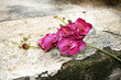 © jeepbabes - orchidee modern shabby chic blüte stein hochzeitskarte