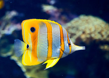 Copperbanded Butterflyfish