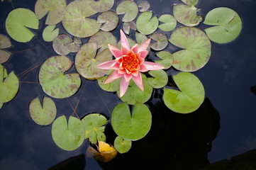 Water Lilly