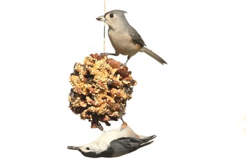 Aufkleber - Birds On A Suet Feeder on white